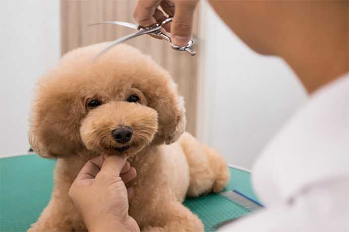 Chăm sóc thú cưng là một nghề làm thêm tại Nhật bản 