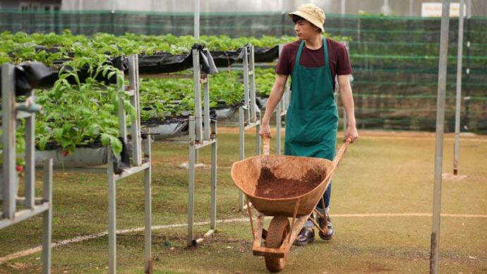 Các đơn hàng đi Nhật có mức thu nhập tốt trong năm 2024